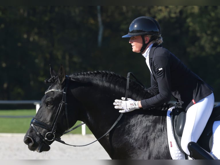 Friesian horses Stallion 6 years 16,2 hh Black in Aalsmeer