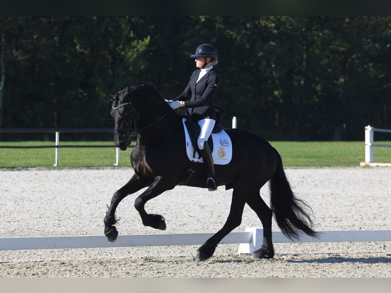 Friesian horses Stallion 6 years 16,2 hh Black in Aalsmeer