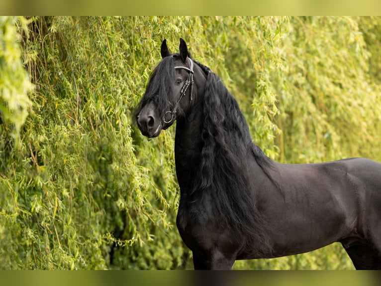 Friesian horses Stallion 6 years 16 hh Black in Harlingen