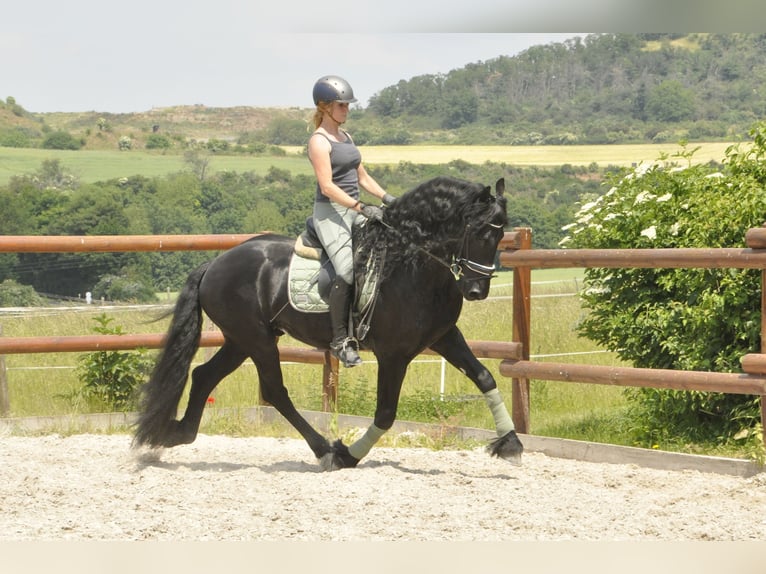 Friesian horses Stallion 6 years 16 hh Black in Ochtendung