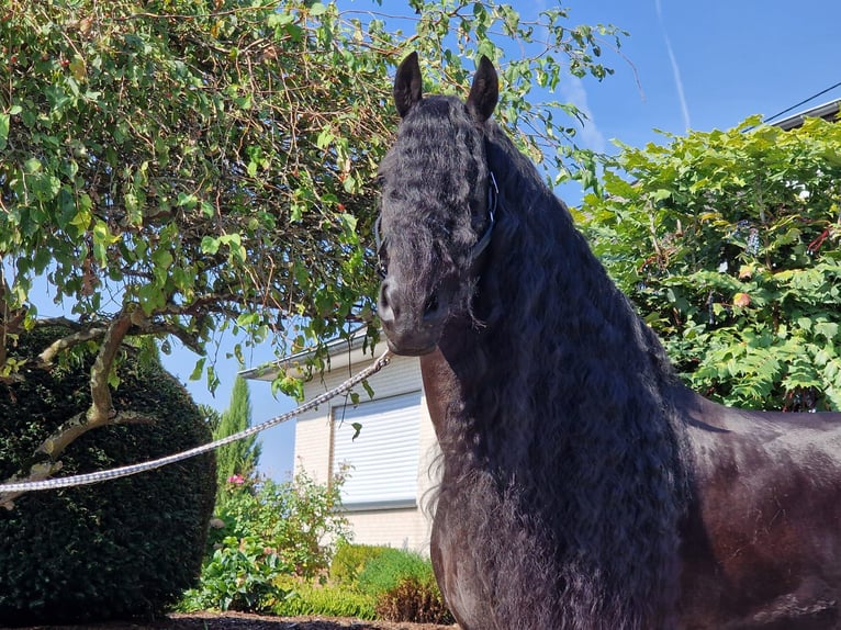 Friesian horses Stallion 6 years 17 hh Black in Ochtendung