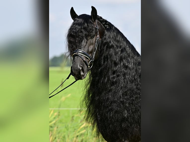 Friesian horses Stallion 7 years 15,2 hh Black in Saint Martin de nigelles