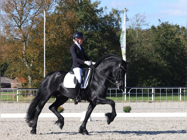 Friesian horses Stallion 7 years 16,1 hh Black in Aalsmeer