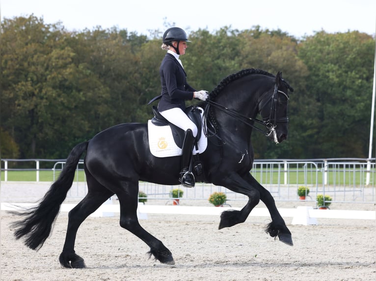 Friesian horses Stallion 7 years 16,1 hh Black in Aalsmeer