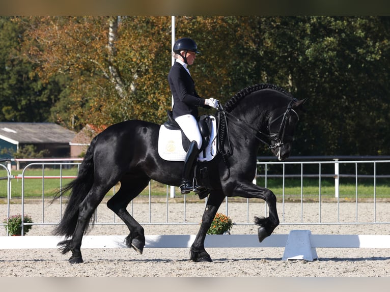 Friesian horses Stallion 7 years 16,1 hh Black in Aalsmeer