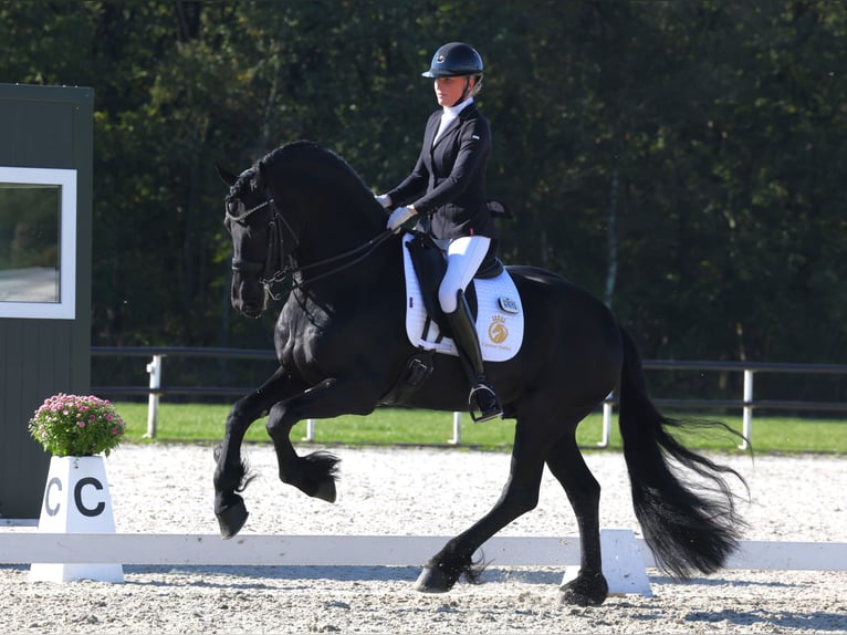 Friesian horses Stallion 7 years 16,1 hh Black in Aalsmeer