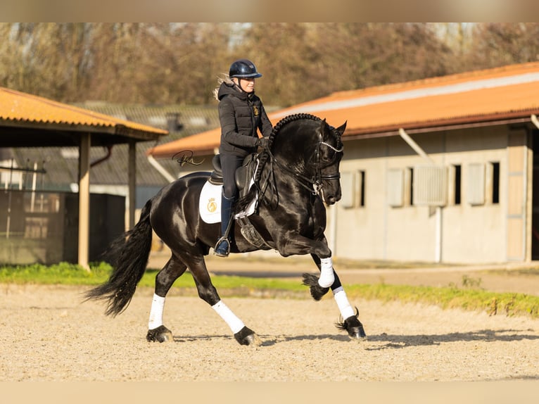 Friesian horses Stallion 7 years 16,1 hh Black in Aalsmeer