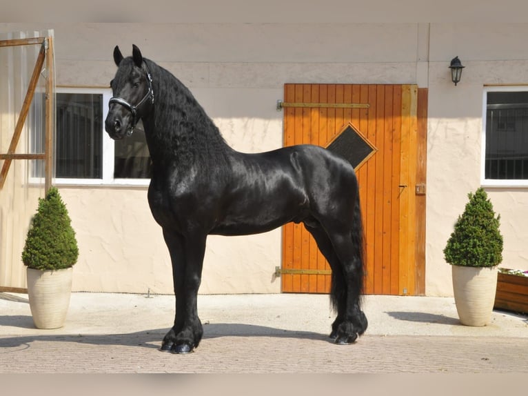Friesian horses Stallion 7 years 16,1 hh Black in Ochtendung