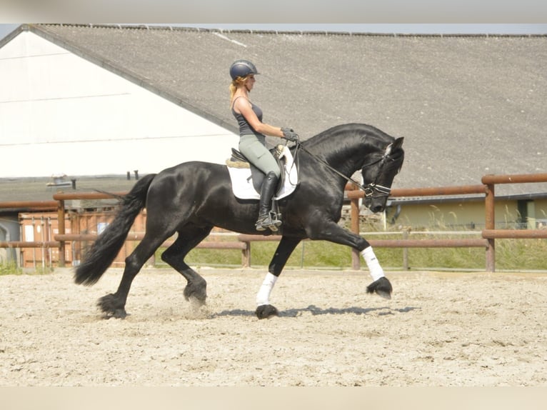 Friesian horses Stallion 7 years 16,1 hh Black in Ochtendung