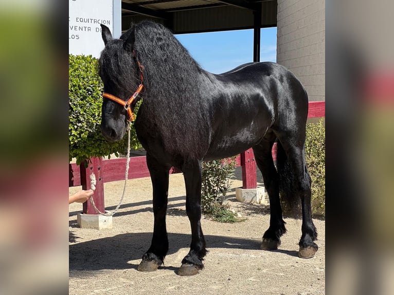 Friesian horses Stallion 7 years 16,1 hh Black in Martfeld