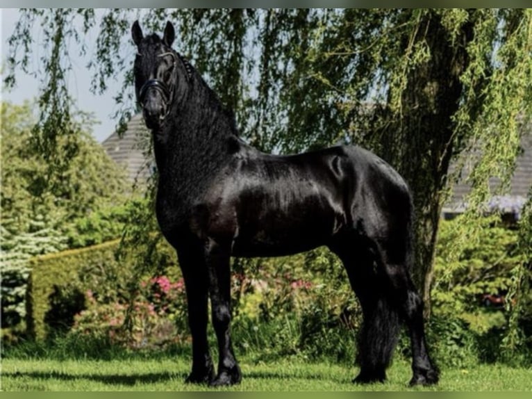 Friesian horses Stallion 7 years 16,1 hh Black in Stadskanaal