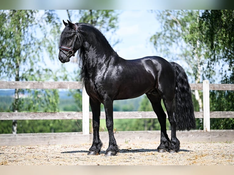 Friesian horses Stallion 7 years 16,1 hh Black in Bad Wurzach