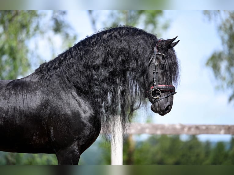 Friesian horses Stallion 7 years 16,1 hh Black in Bad Wurzach