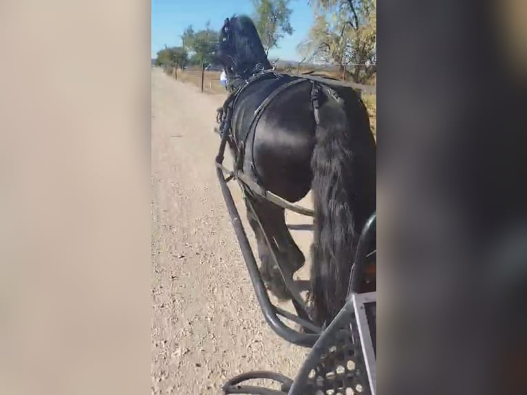 Friesian horses Stallion 7 years 16.2 hh Black in Ciudad Real