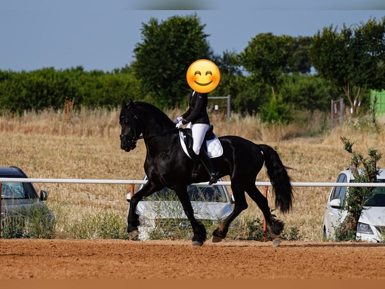 Friesian horses Stallion 7 years 16.2 hh Black in Ciudad Real