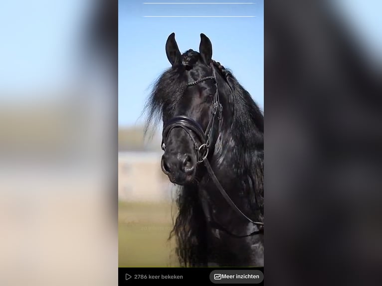Friesian horses Stallion 7 years 16.2 hh Black in Wommels