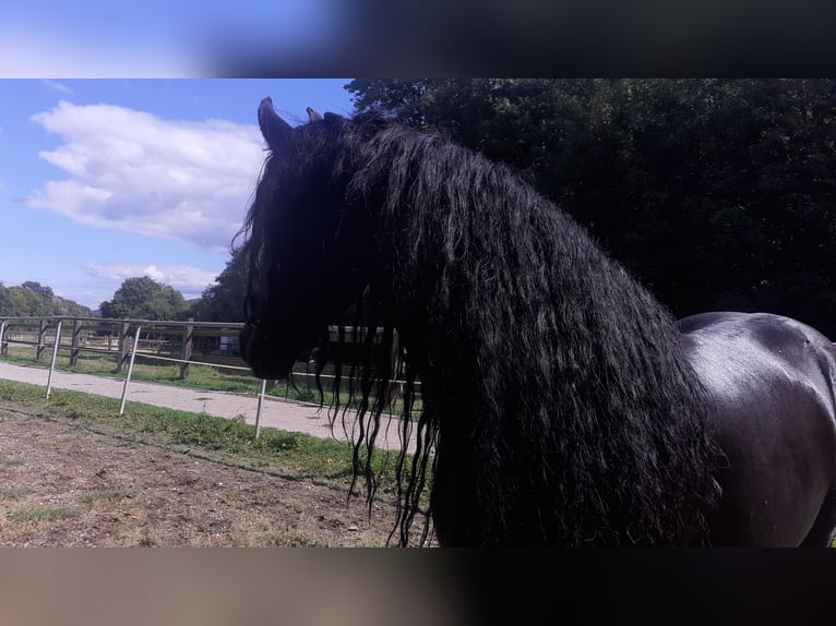Friesian horses Stallion 7 years 16.3 hh Black in Breitenfurt bei Wien