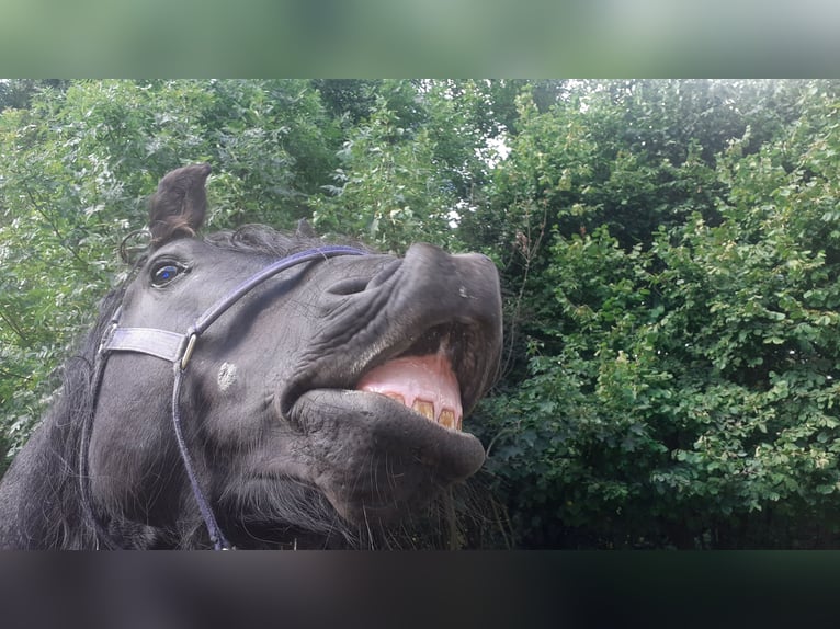 Friesian horses Stallion 7 years 16.3 hh Black in Breitenfurt bei Wien