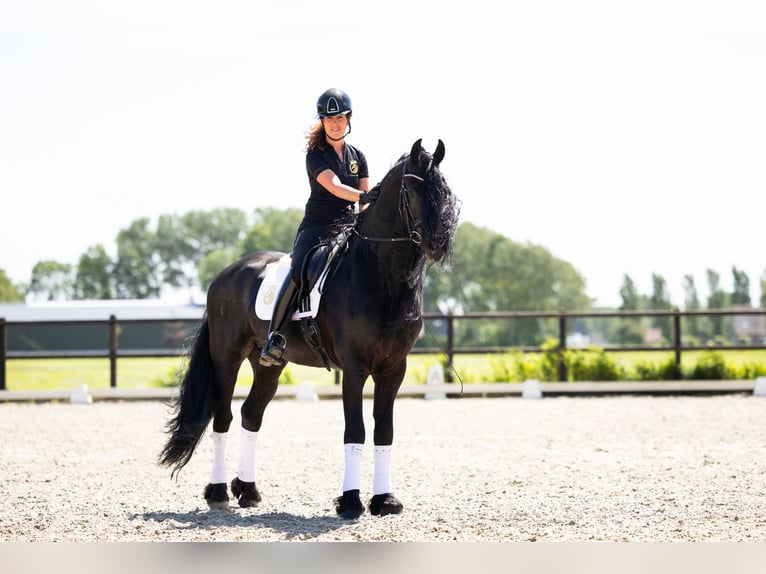 Friesian horses Stallion 7 years 16 hh Black in Harlingen