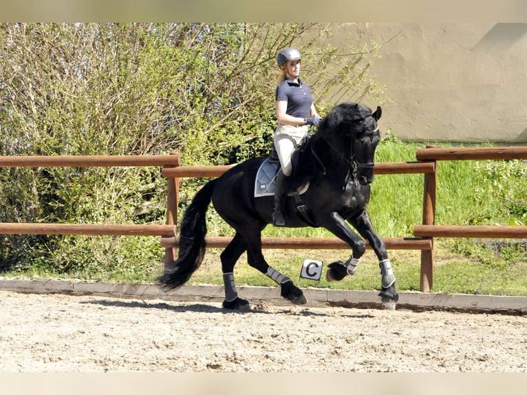 Friesian horses Stallion 7 years 16 hh Black in Ochtendung