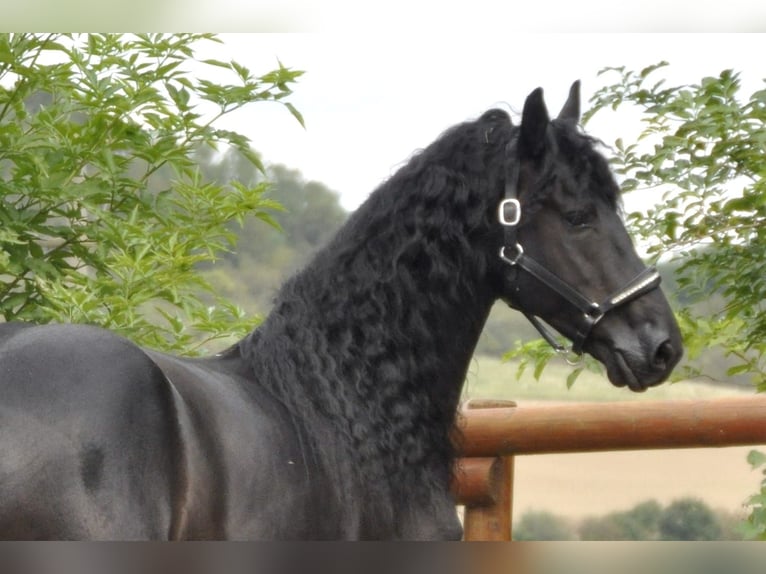 Friesian horses Stallion 7 years 16 hh Black in Ochtendung