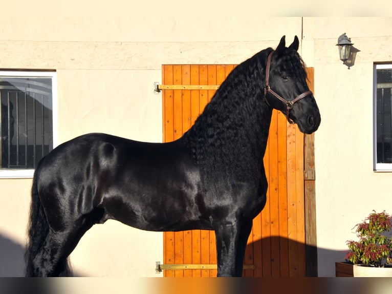 Friesian horses Stallion 7 years 16 hh Black in Ochtendung