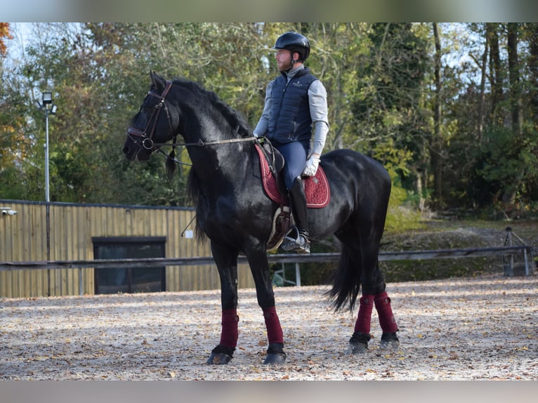 Friesian horses Stallion 7 years 16 hh Black in Huy