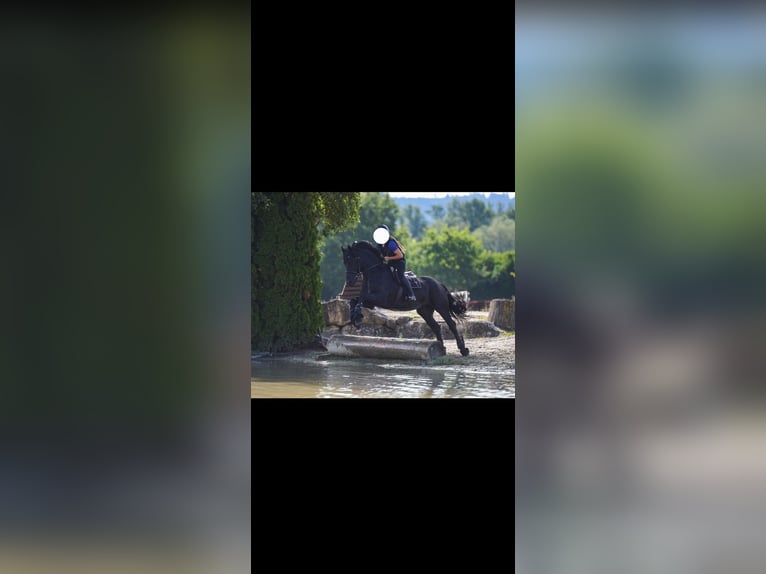 Friesian horses Stallion 7 years 16 hh Black in Courfaivre