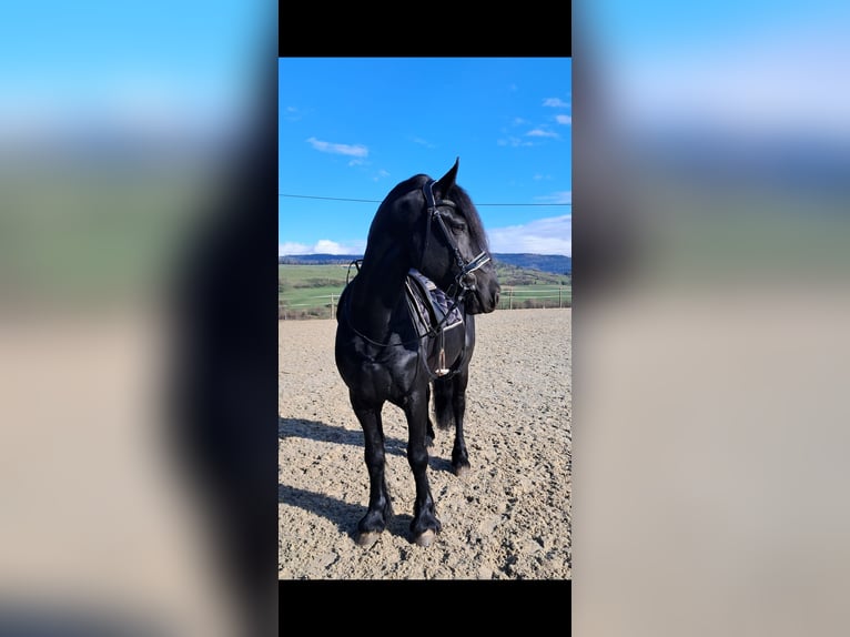 Friesian horses Stallion 7 years 16 hh Black in Courfaivre