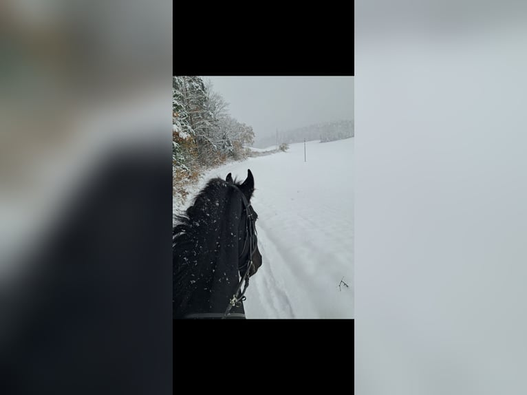 Friesian horses Stallion 7 years 16 hh Black in Courfaivre