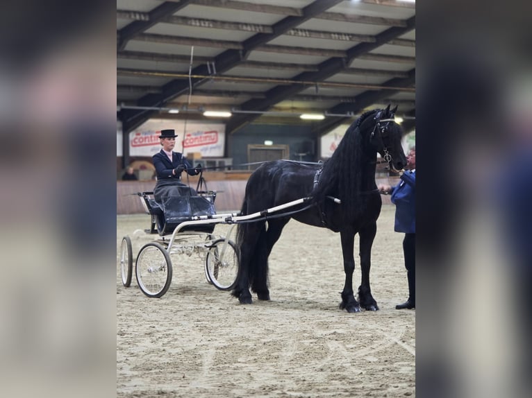 Friesian horses Stallion 7 years 16,2 hh Black in Wommels