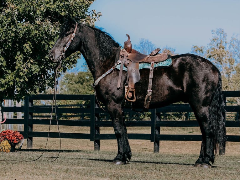 Friesian horses Stallion 7 years 17 hh Black in Totton