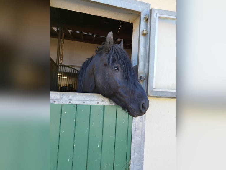 Friesian horses Mix Stallion 8 years 15.2 hh Black in Feichten an der Alz