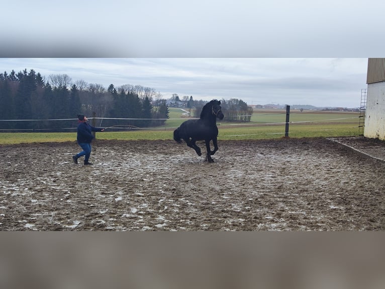 Friesian horses Mix Stallion 8 years 15.2 hh Black in Feichten an der Alz