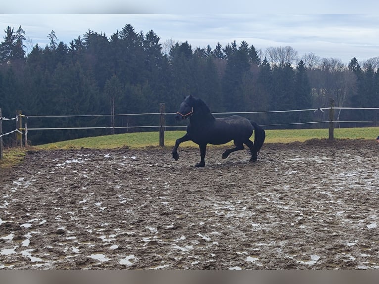 Friesian horses Mix Stallion 8 years 15.2 hh Black in Feichten an der Alz
