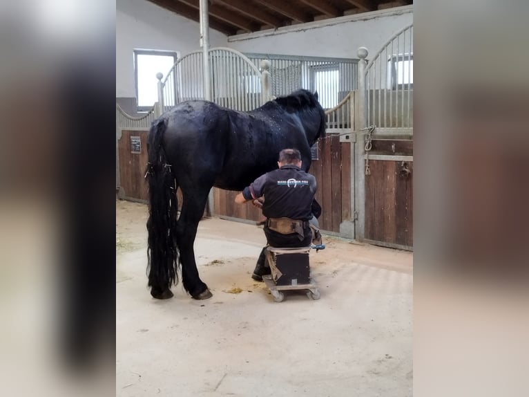 Friesian horses Mix Stallion 8 years 15.2 hh Black in Feichten an der Alz