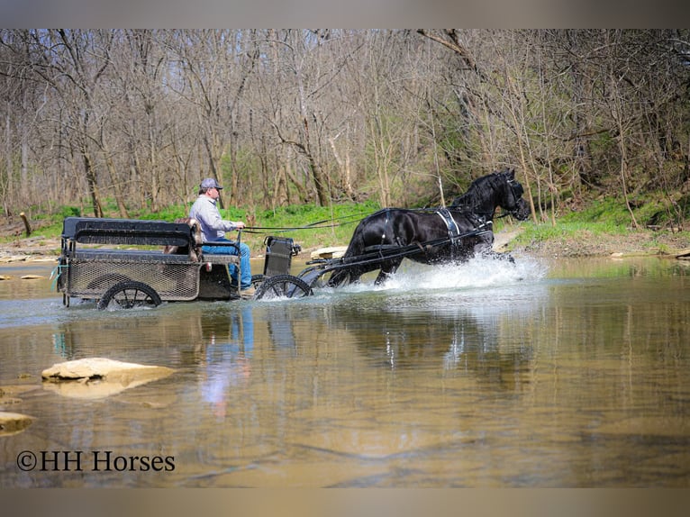 Friesian horses Stallion 8 years 15.2 hh Black in Flemingsburg