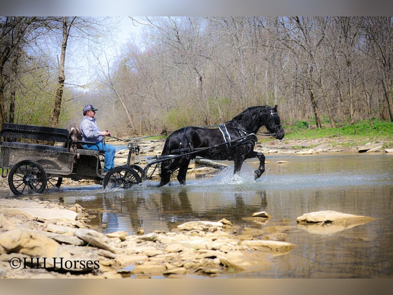 Friesian horses Stallion 8 years 15.2 hh Black in Flemingsburg