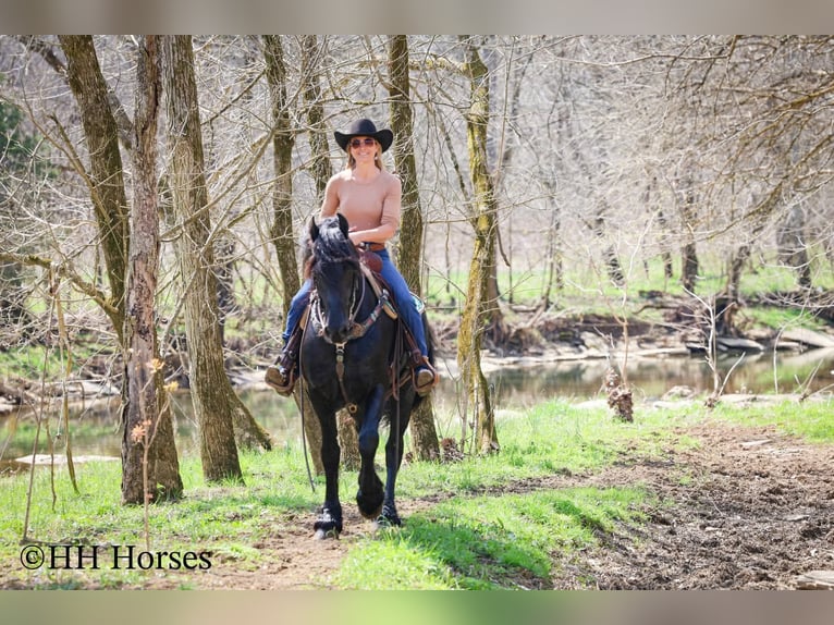 Friesian horses Stallion 8 years 15.2 hh Black in Flemingsburg