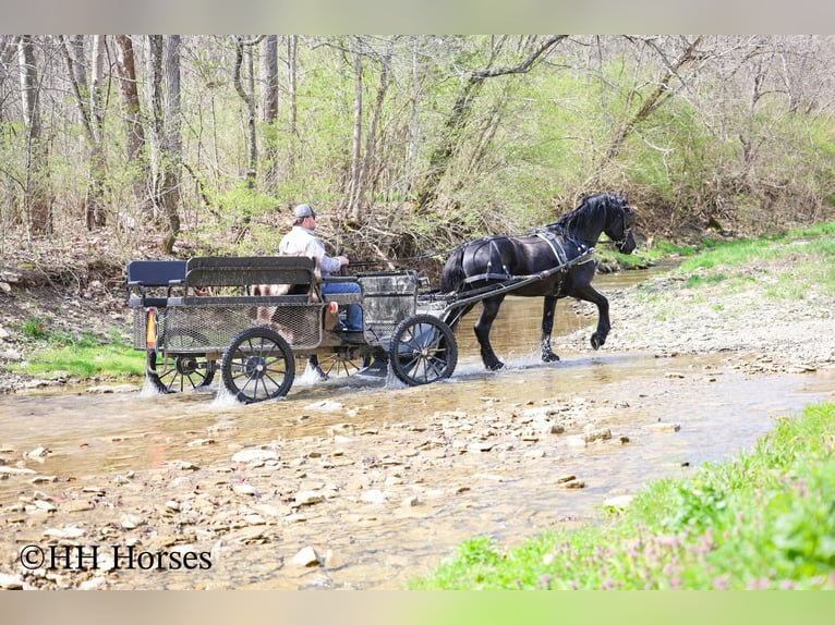 Friesian horses Stallion 8 years 15.2 hh Black in Flemingsburg