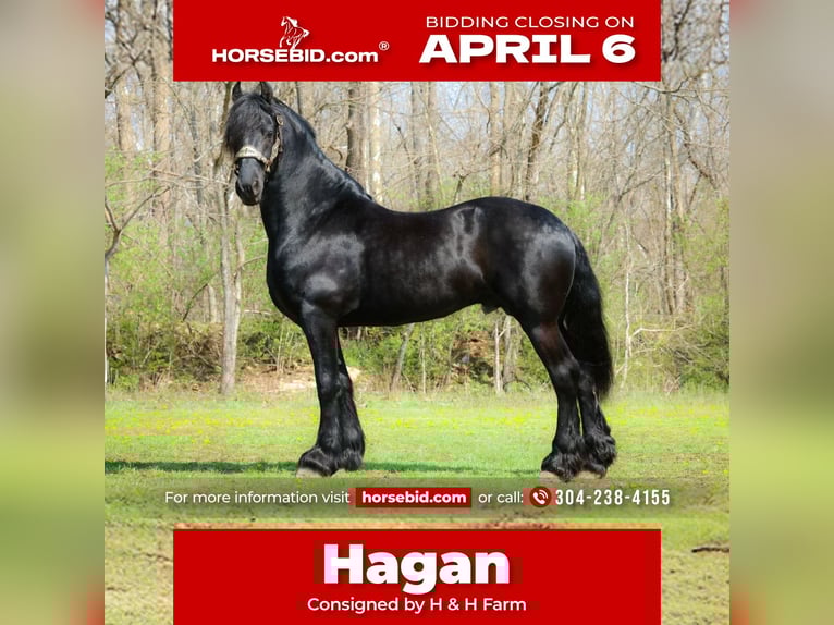 Friesian horses Stallion 8 years 15.2 hh Black in Flemingsburg