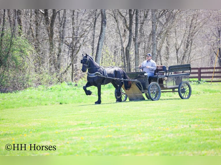 Friesian horses Stallion 8 years 15.2 hh Black in Flemingsburg