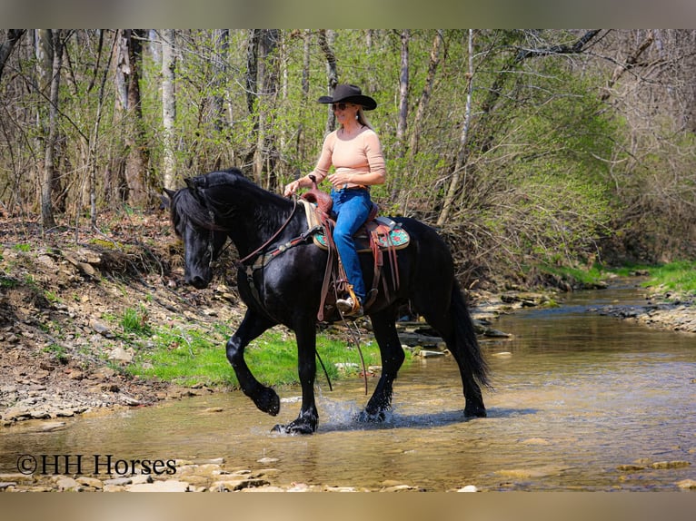 Friesian horses Stallion 8 years 15.2 hh Black in Flemingsburg