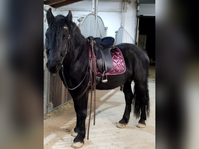 Friesian horses Mix Stallion 8 years 15,2 hh Black in Feichten an der Alz