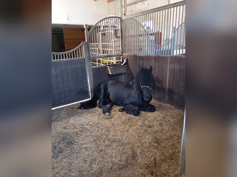 Friesian horses Mix Stallion 8 years 15,2 hh Black in Feichten an der Alz