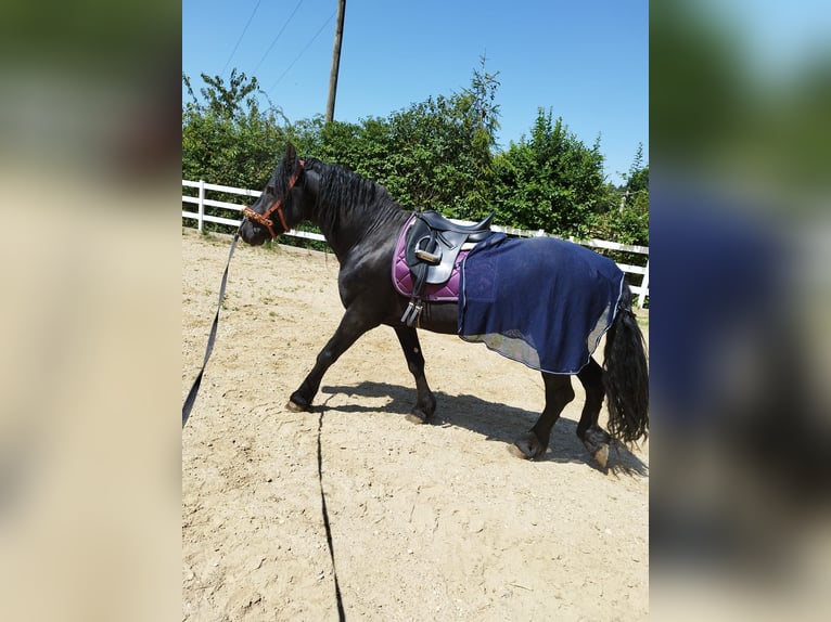 Friesian horses Mix Stallion 8 years 15,2 hh Black in Feichten an der Alz