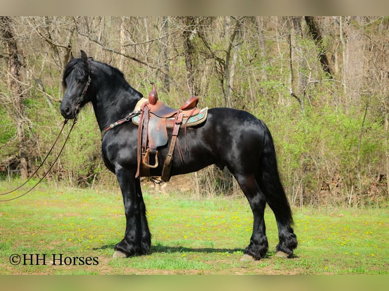Friesian horses Stallion 8 years 15,2 hh Black in Flemingsburg