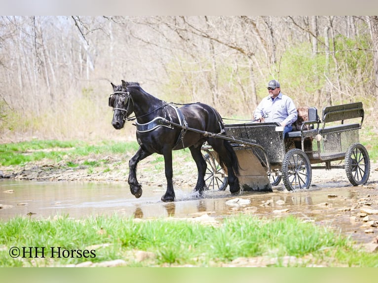 Friesian horses Stallion 8 years 15,2 hh Black in Flemingsburg