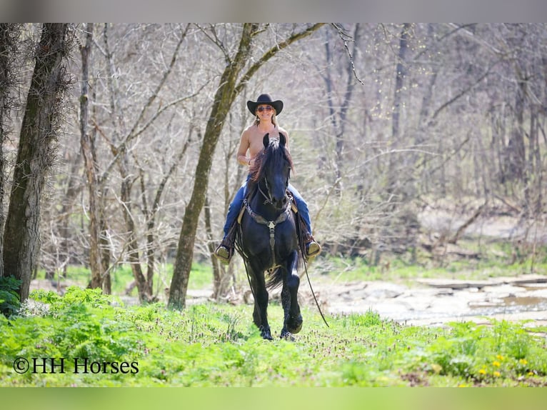 Friesian horses Stallion 8 years 15,2 hh Black in Flemingsburg