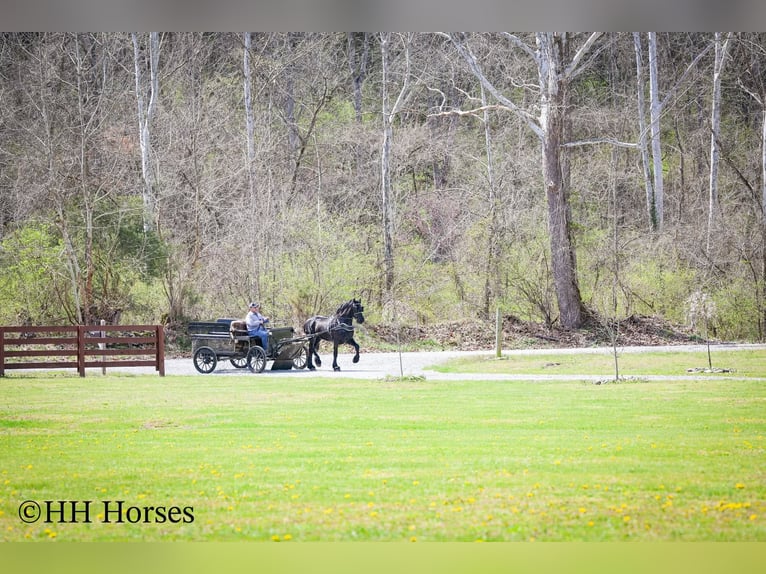 Friesian horses Stallion 8 years 15,2 hh Black in Flemingsburg